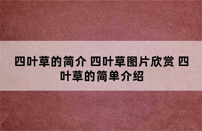 四叶草的简介 四叶草图片欣赏 四叶草的简单介绍